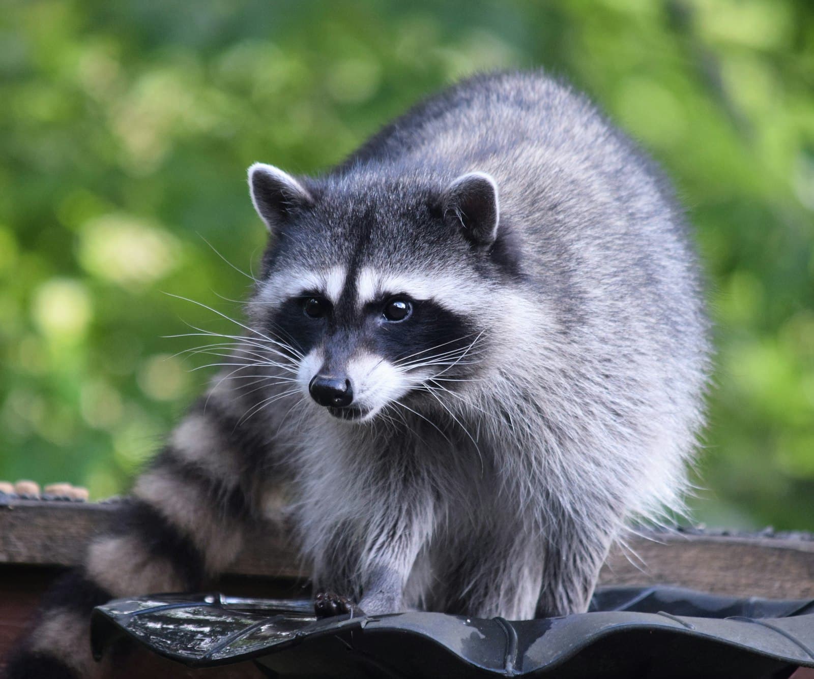 A raccoon, one of the animals that dens in chimney flues
