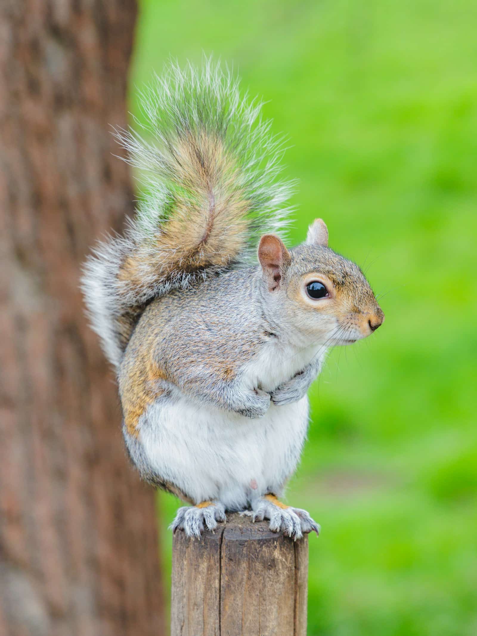 An eastern gray squirrel, a species that commonly falls into open flues